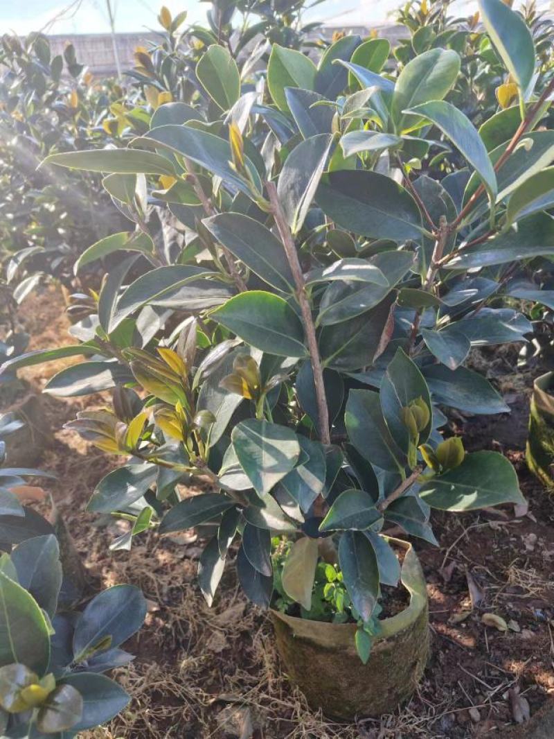四季茶花