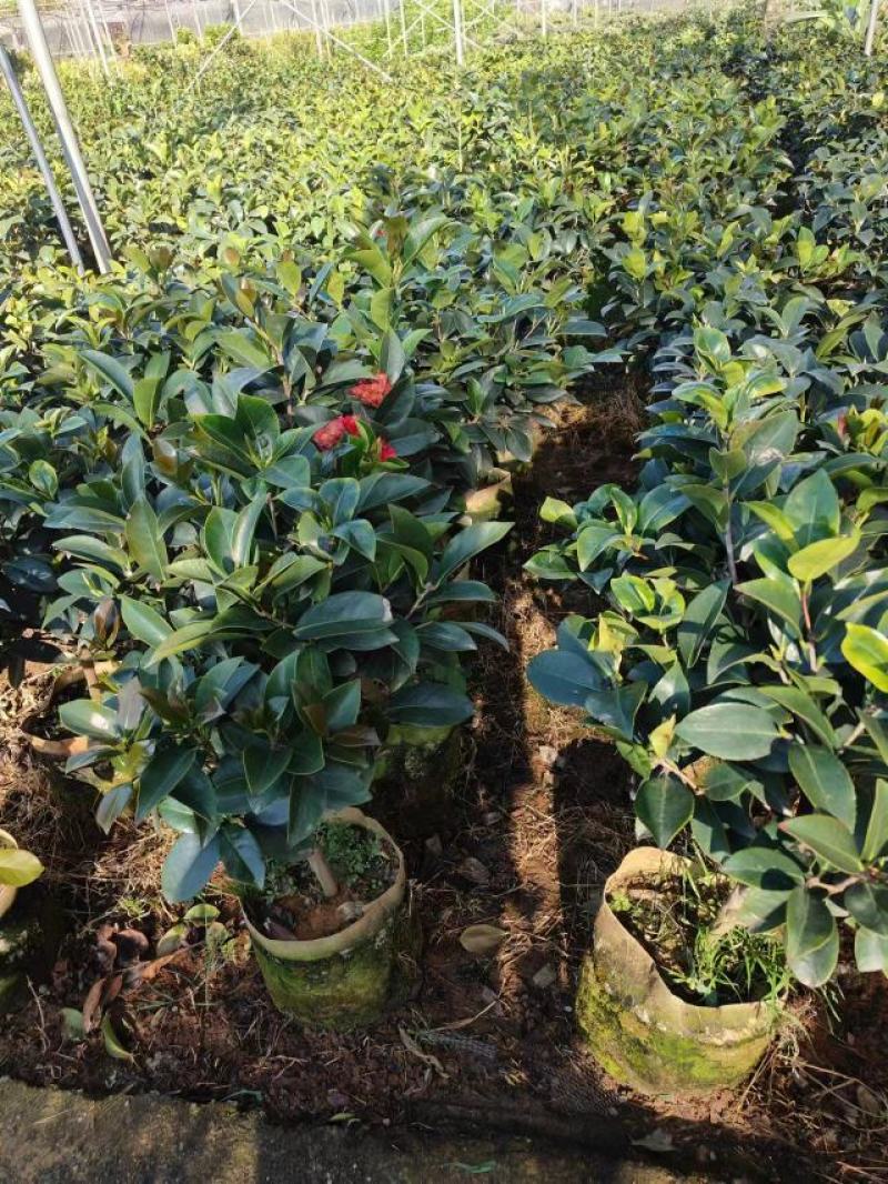 四季茶花
