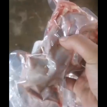 白条鹌鹑