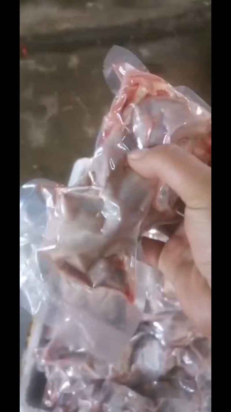 白条鹌鹑