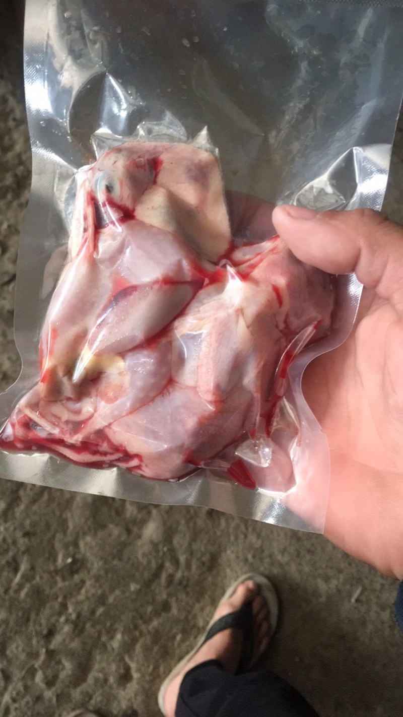 白条鹌鹑