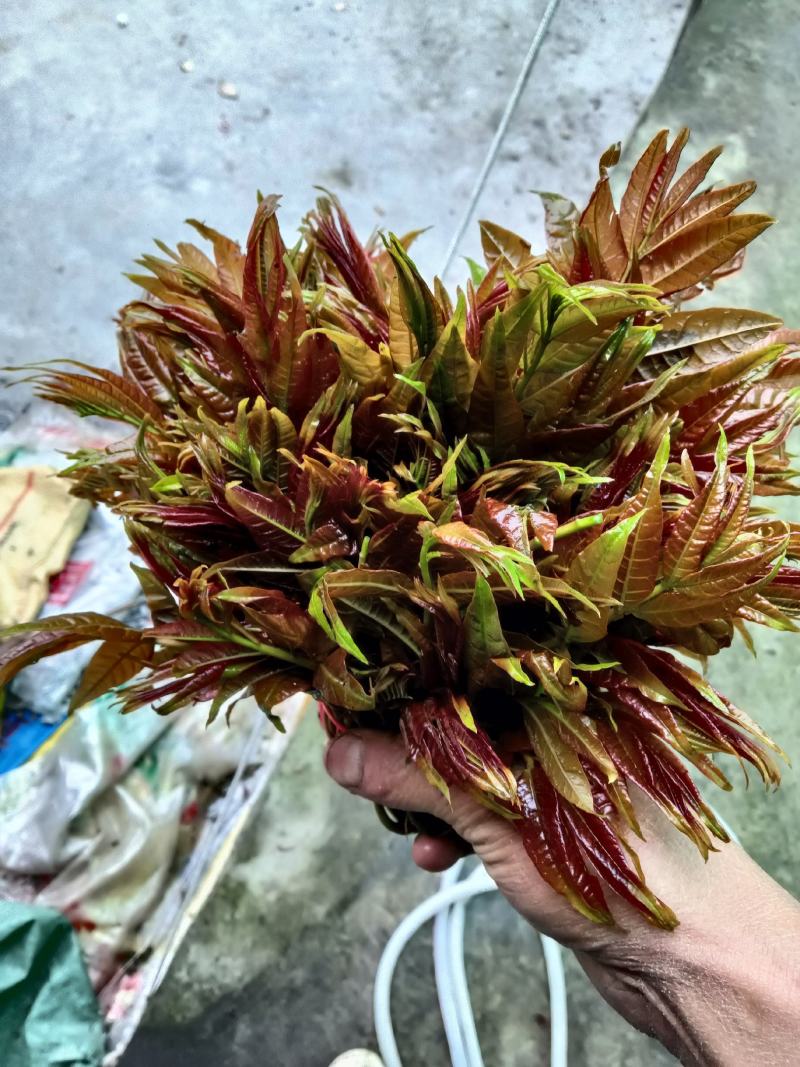 春芽