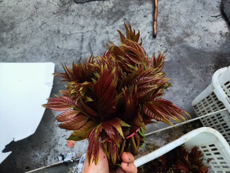 春芽
