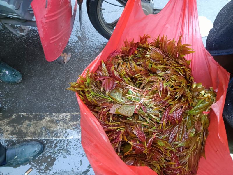 春芽