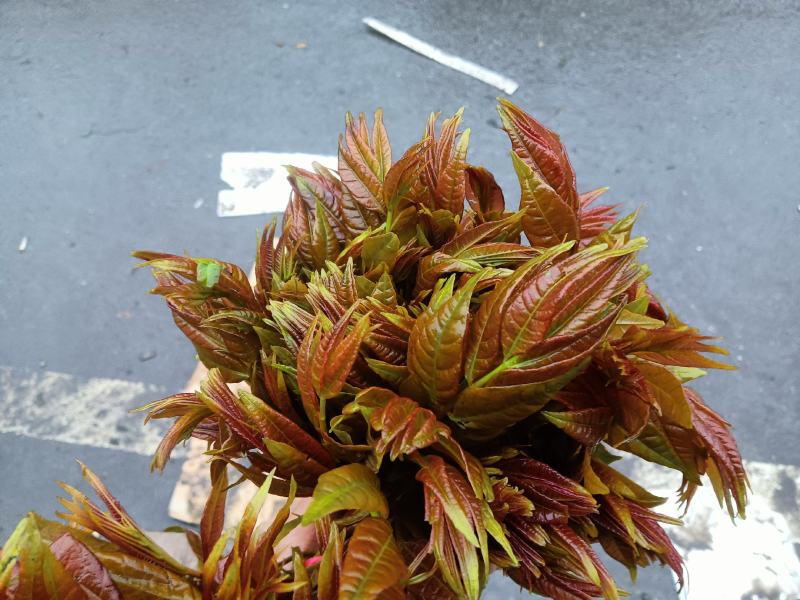 春芽