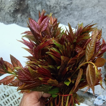 春芽