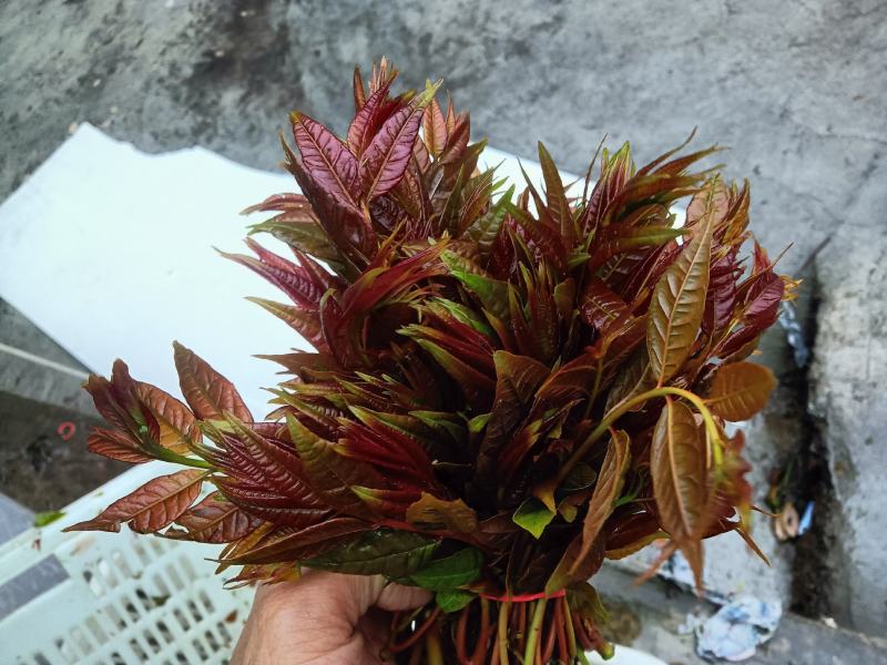春芽