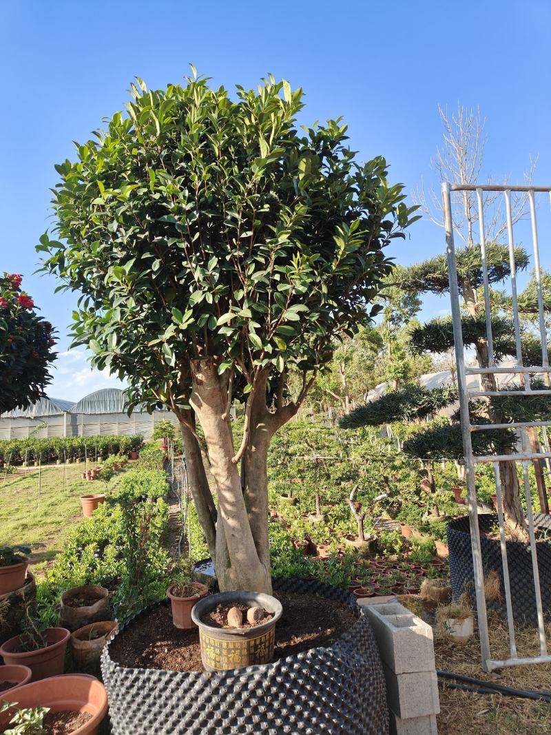 四季茶花