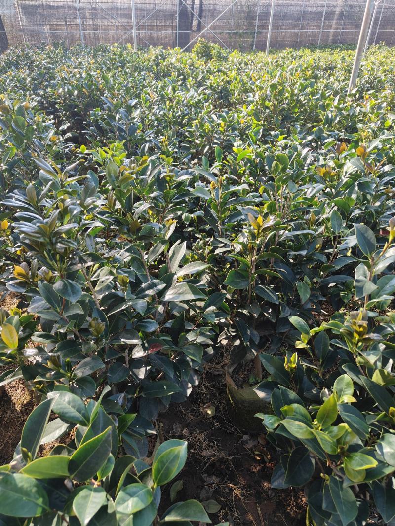 四季茶花
