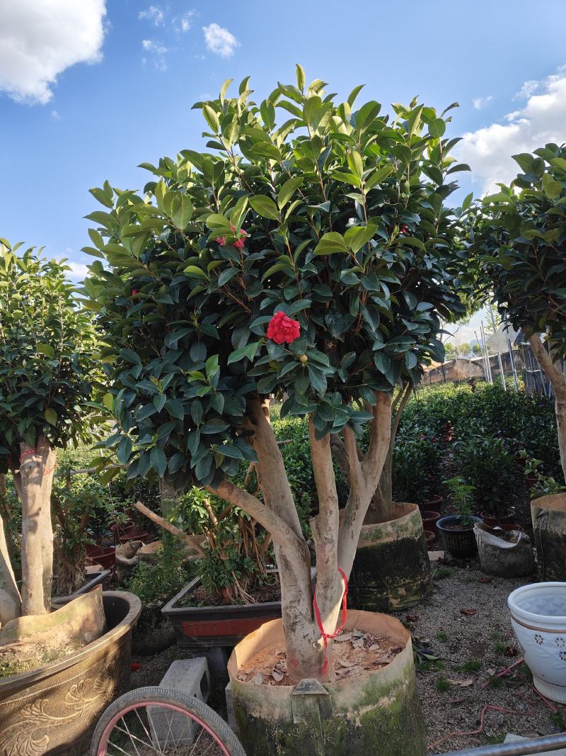 四季茶花