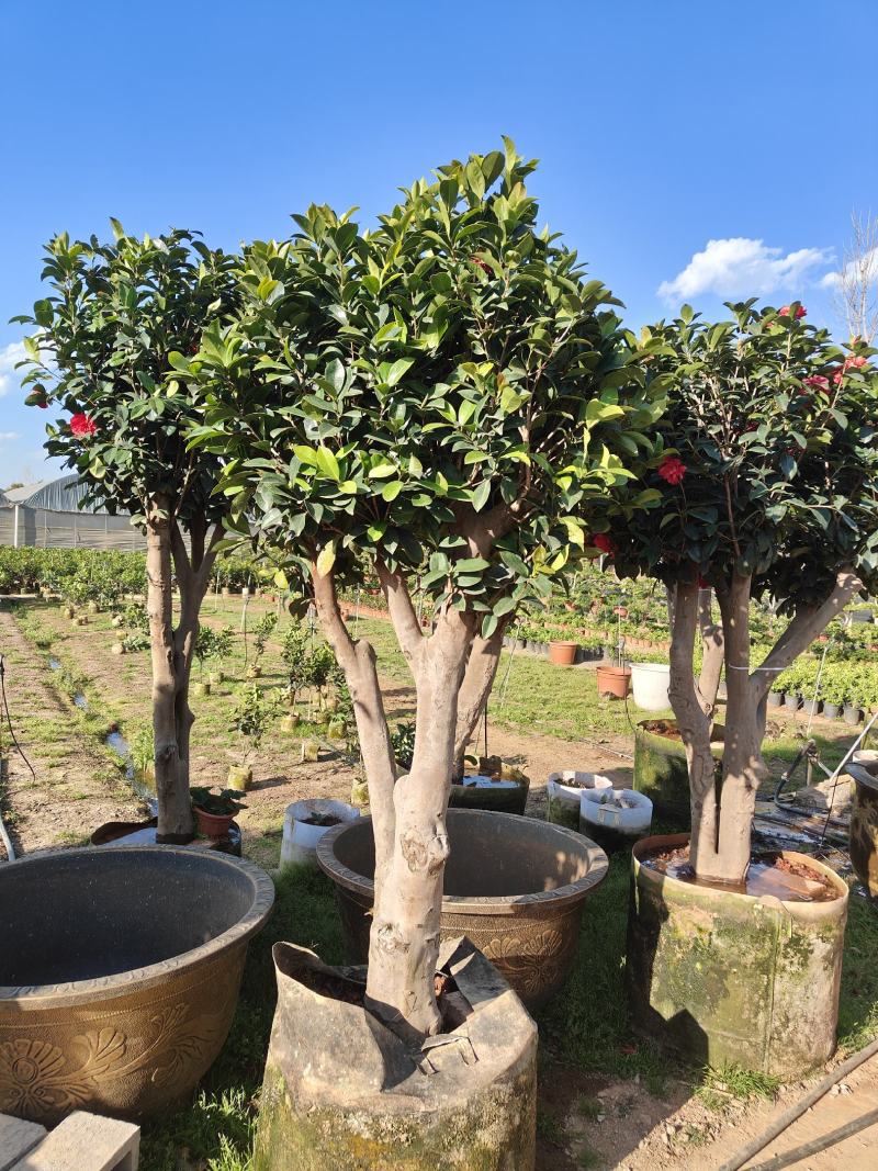 四季茶花