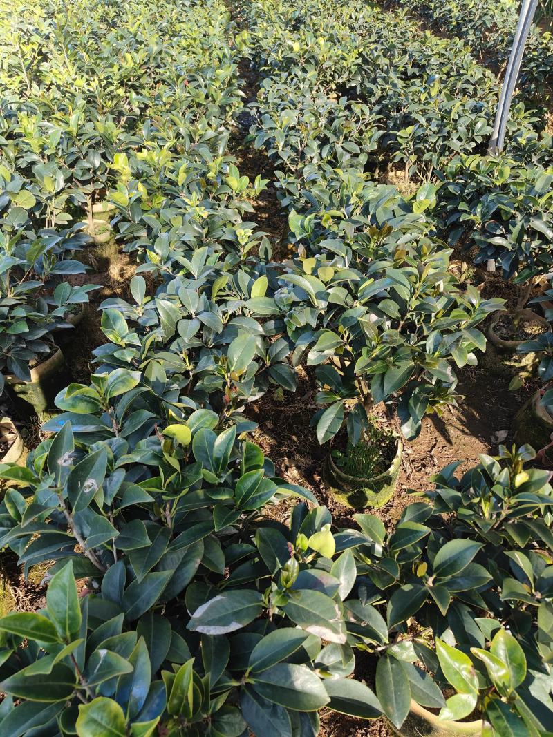 四季茶花