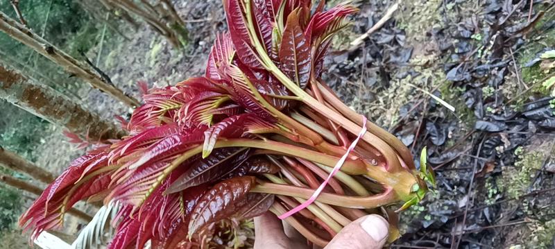 红油香春芽