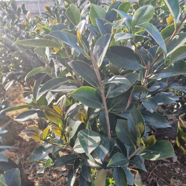 四季茶花
