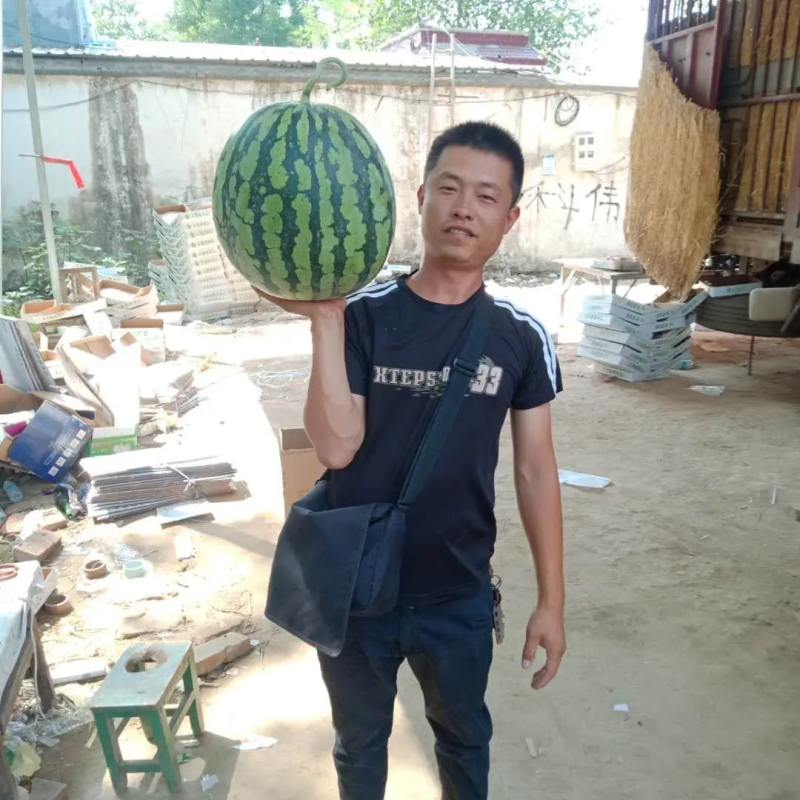 麒麟西瓜产地直供品质保障视频看货选货，电商平台供