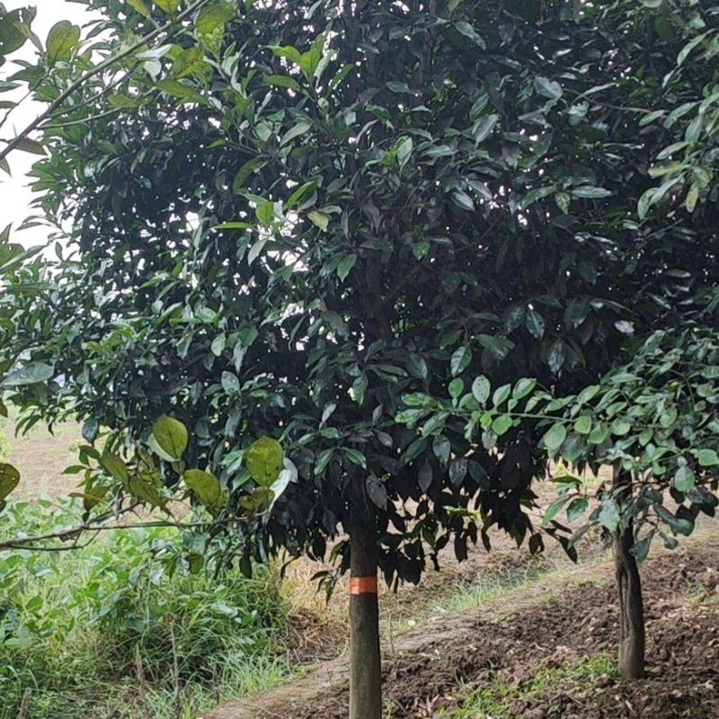 12-15的柚子树，苗圃直供，欢迎前来选购