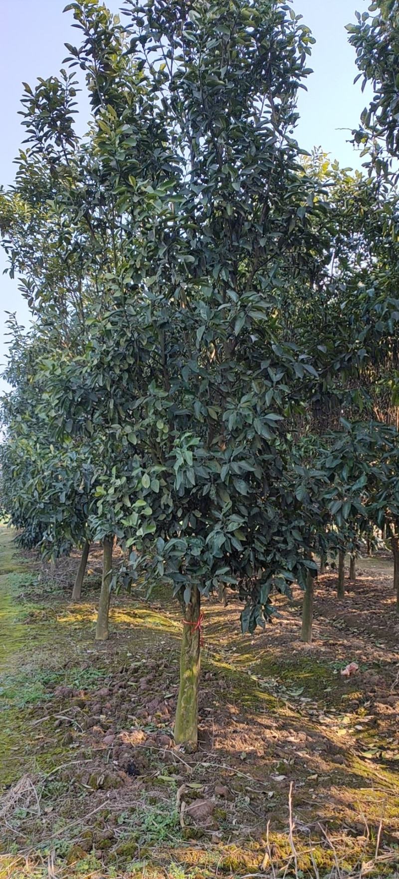 12-15的柚子树，苗圃直供，欢迎前来选购