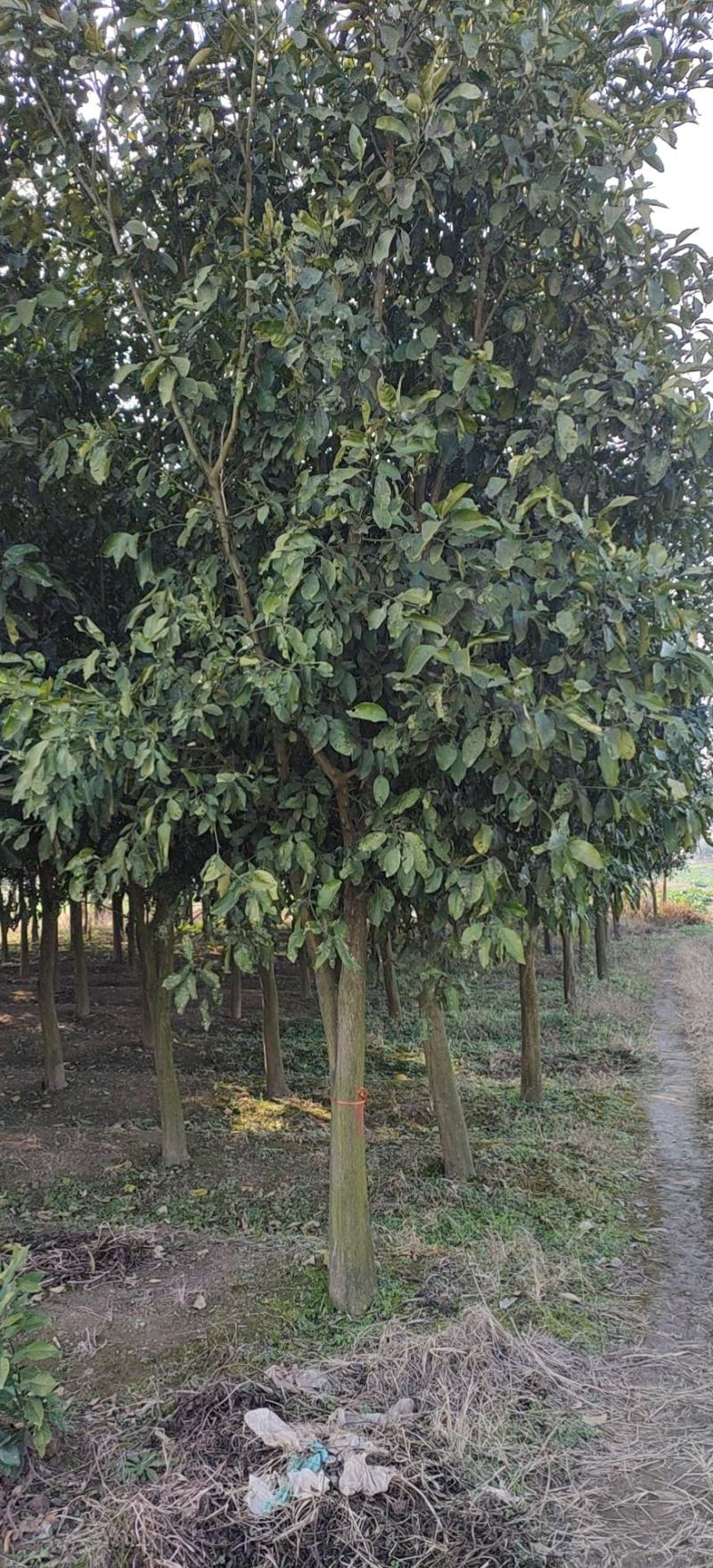 12-15的柚子树，苗圃直供，欢迎前来选购