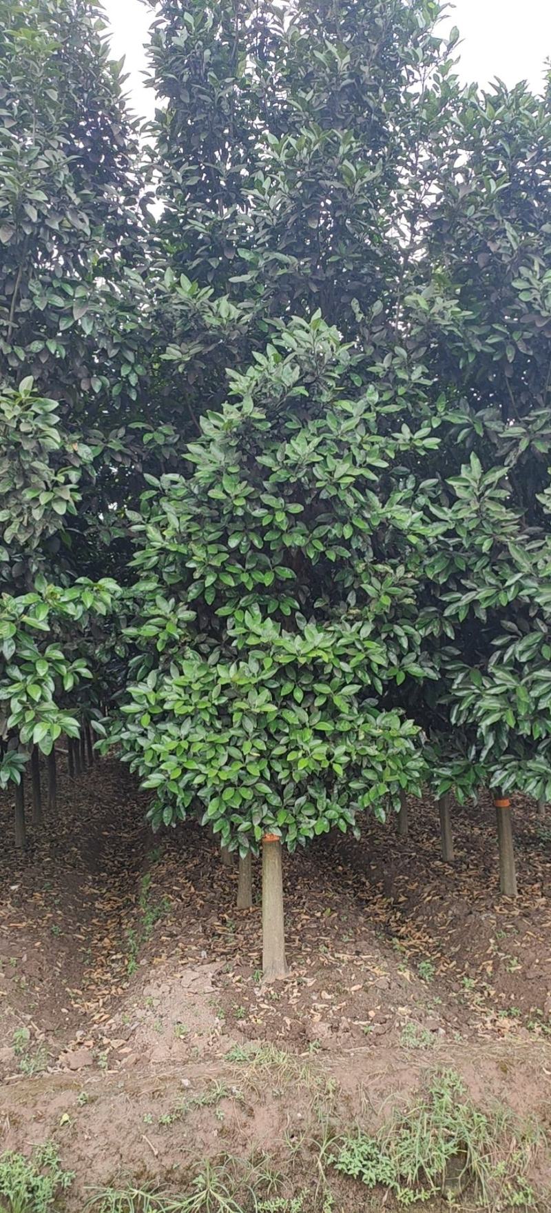 12-15的柚子树，苗圃直供，欢迎前来选购