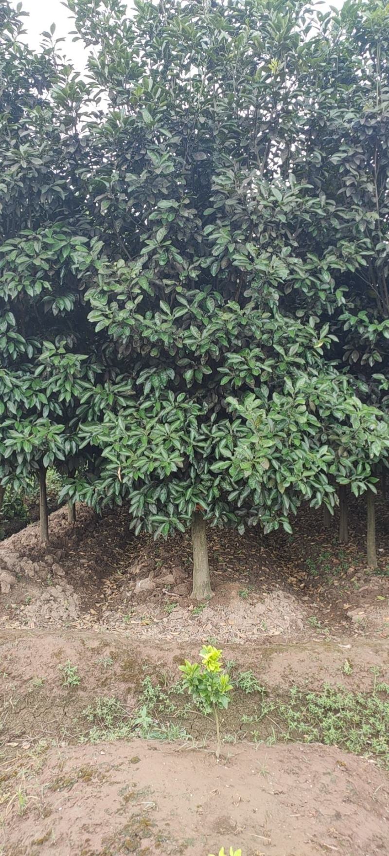 12-15的柚子树，苗圃直供，欢迎前来选购