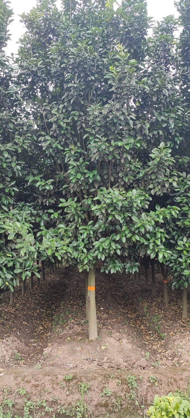 12-15的柚子树，苗圃直供，欢迎前来选购