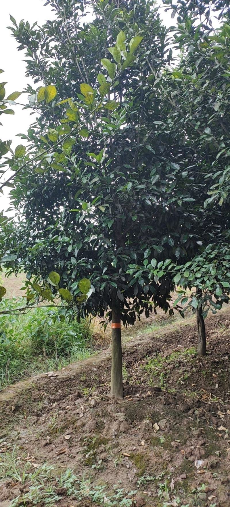 12-15的柚子树，苗圃直供，欢迎前来选购