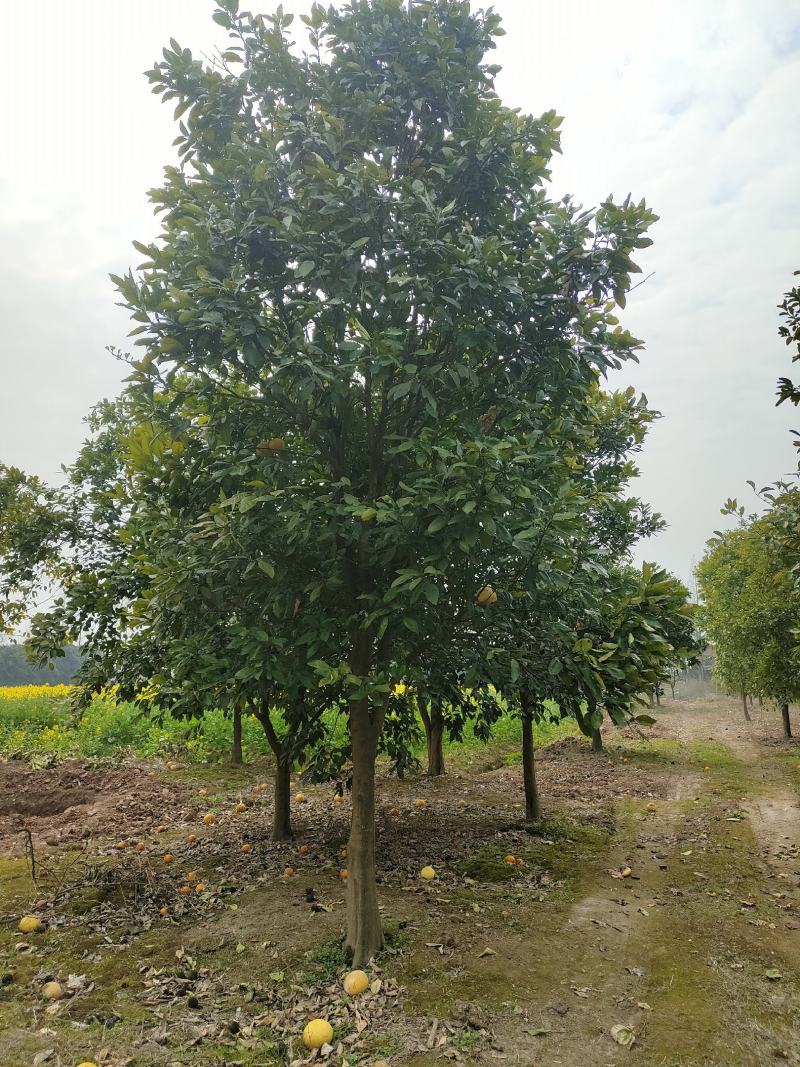 12-15的柚子树，苗圃直供，欢迎前来选购
