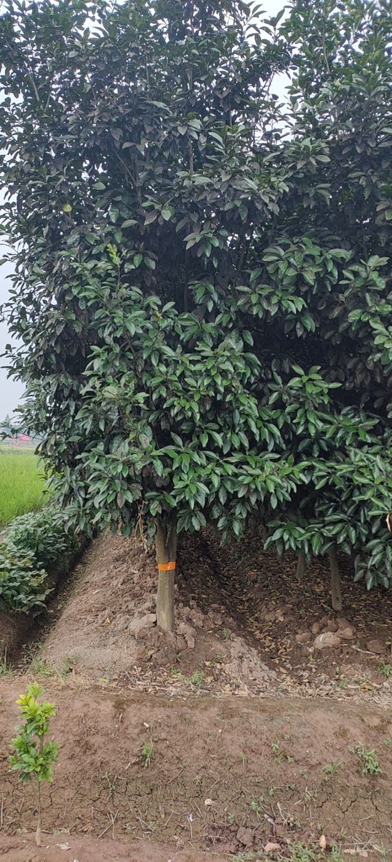 12-15的柚子树，苗圃直供，欢迎前来选购