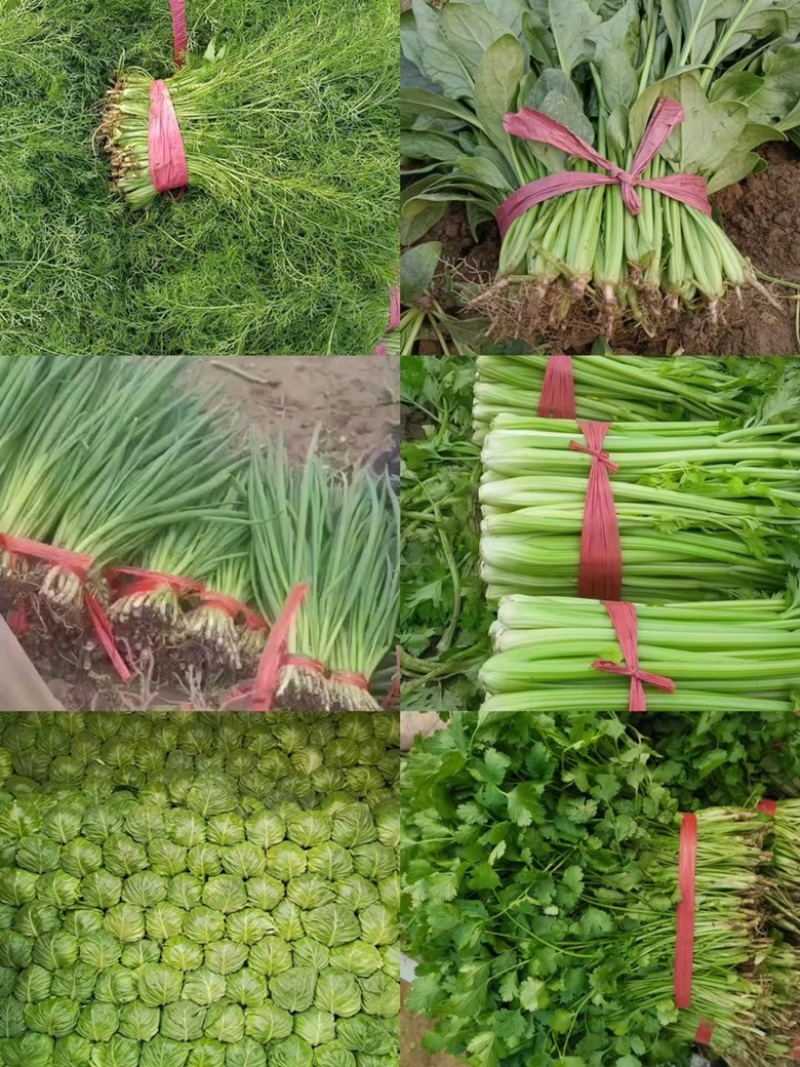 芹菜，冷鹏大量有货，需要的老板联系