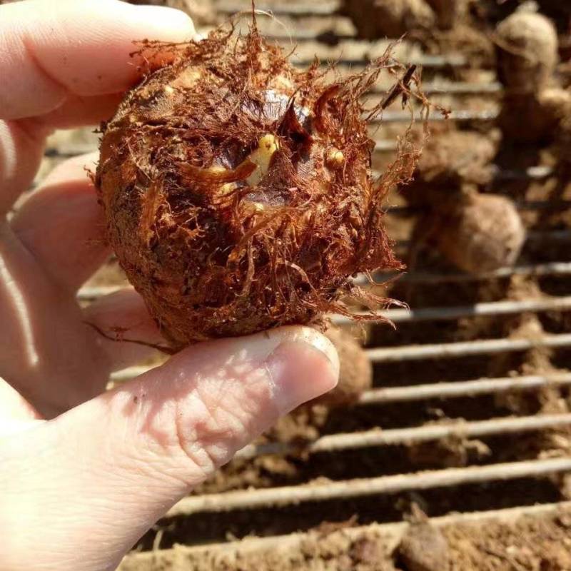 【荐】芋头种子8520豆包货源充足口感香糯全国发货