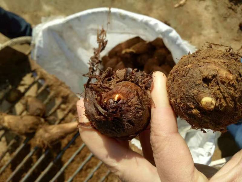 【荐】芋头种子8520豆包货源充足口感香糯全国发货