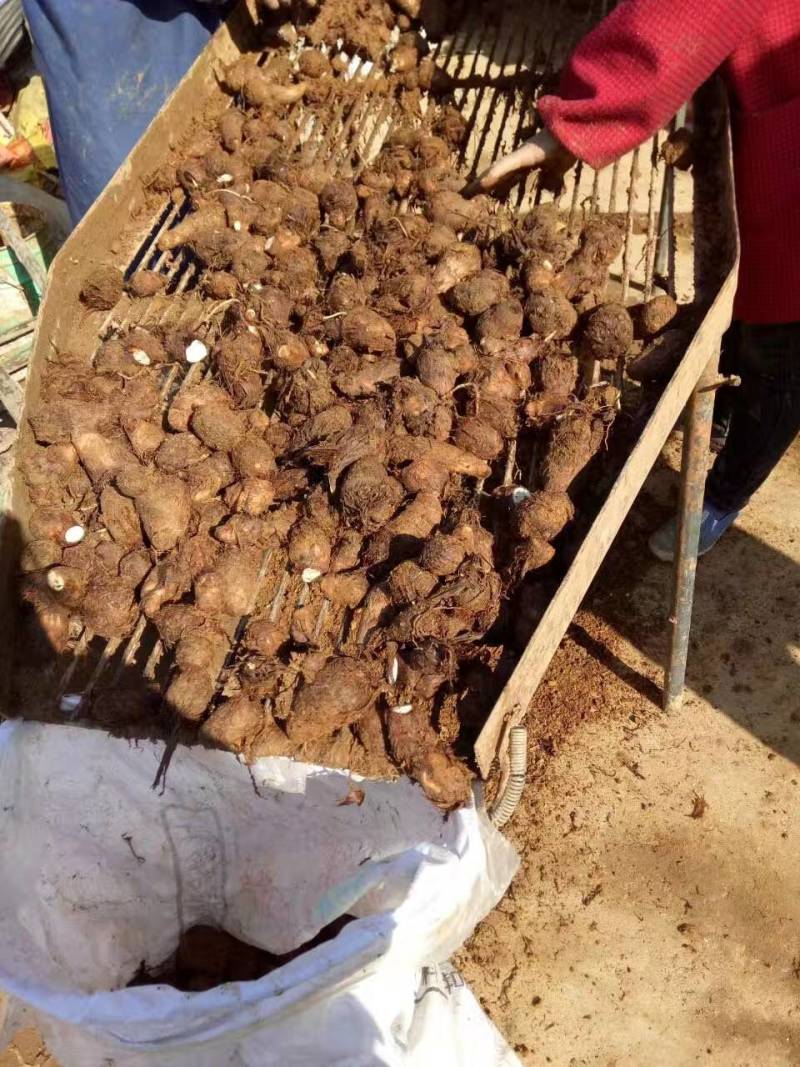 【荐】芋头种子8520豆包货源充足口感香糯全国发货