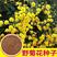 野菊花种子可药用泡茶喝山坡公园绿化花卉植物盆栽四季种子