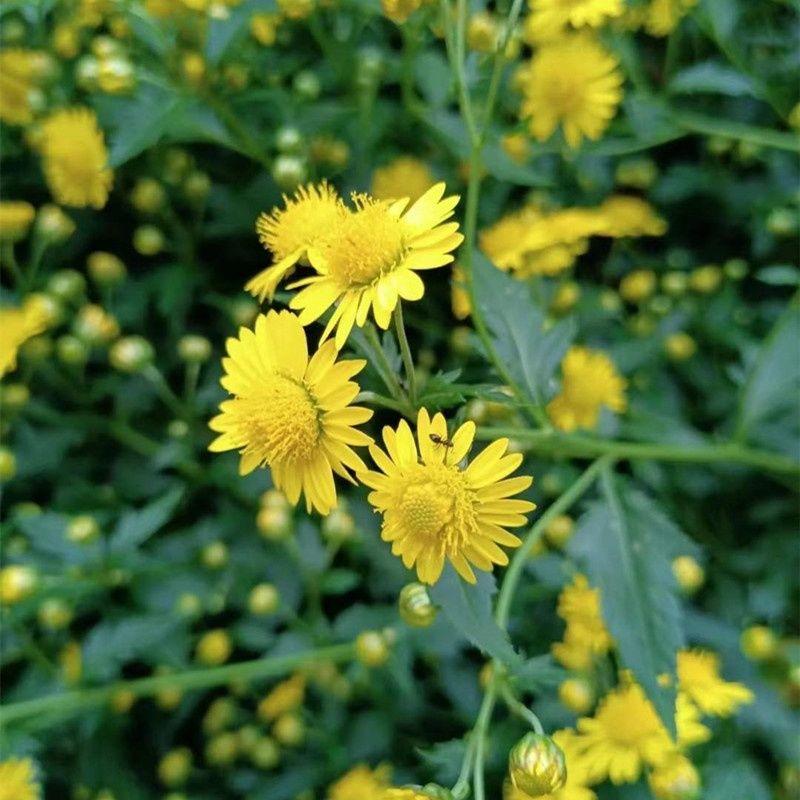 野菊花种子可药用泡茶喝山坡公园绿化花卉植物盆栽四季种子