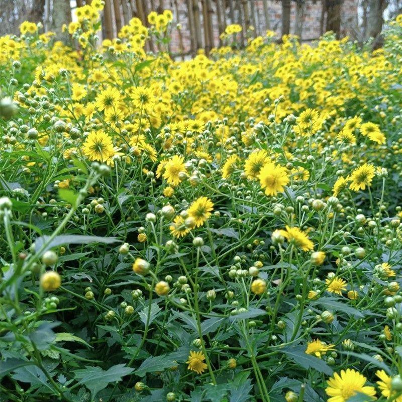 野菊花种子可药用泡茶喝山坡公园绿化花卉植物盆栽四季种子