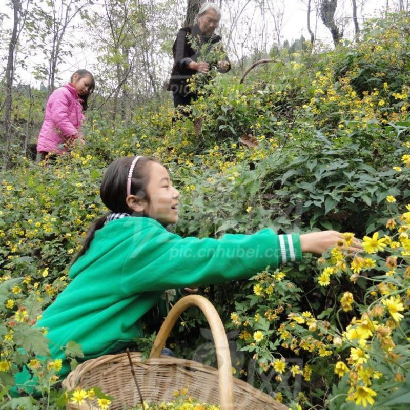 野菊花种子可药用泡茶喝山坡公园绿化花卉植物盆栽四季种子