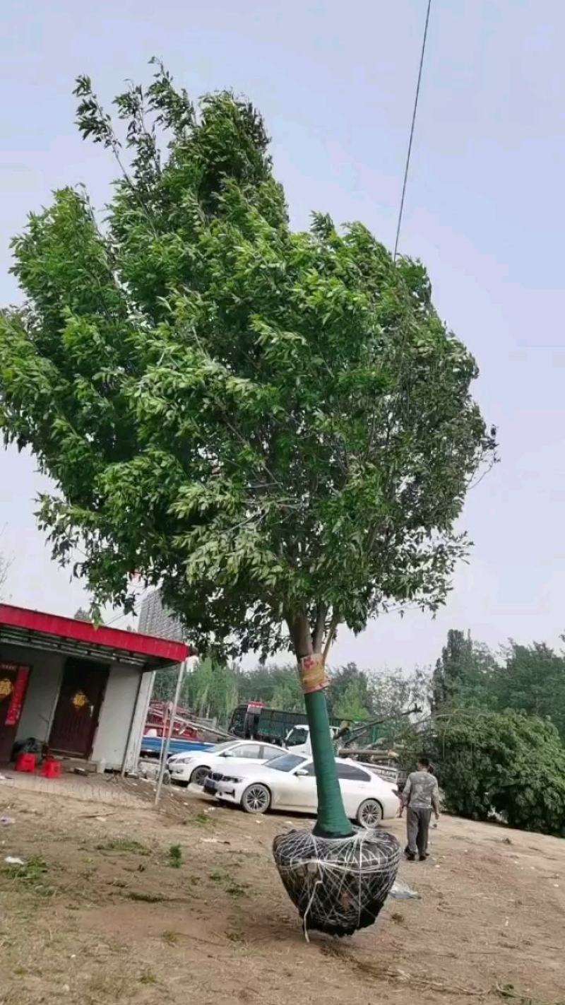 白蜡，精品白蜡，地产专用白蜡，速生白蜡，