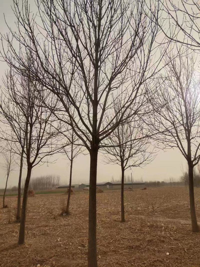 白蜡，精品白蜡，地产专用白蜡，速生白蜡，