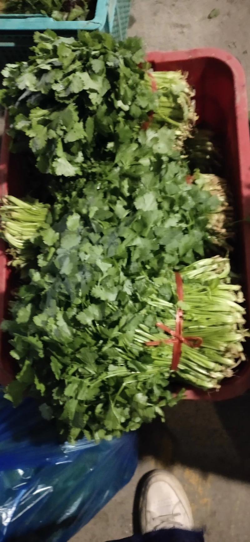 南通青梗菜产地一手货源充足品类齐全欢迎选购