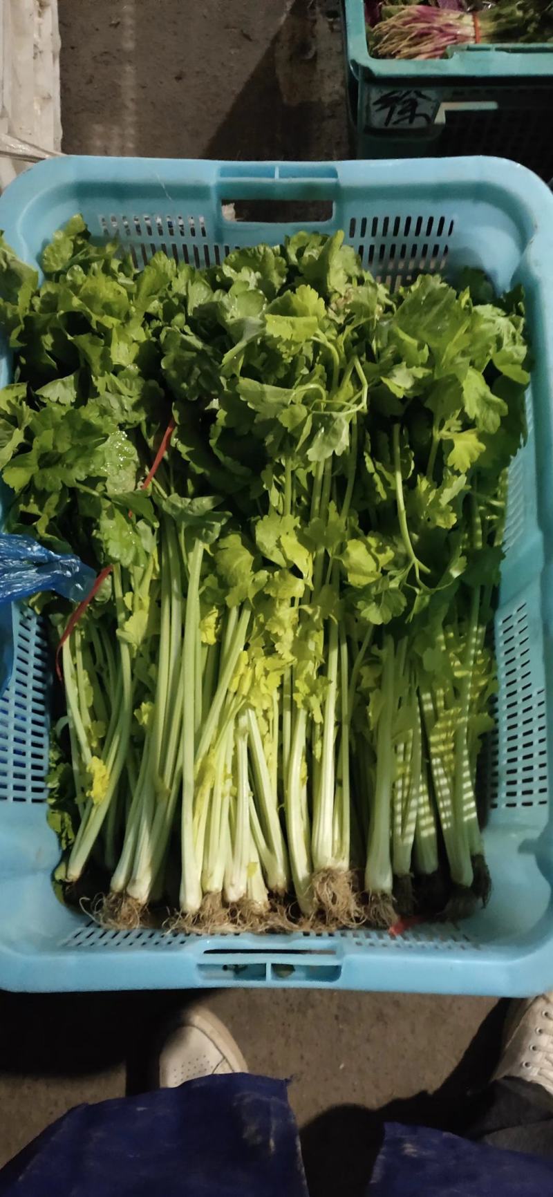 南通青梗菜产地一手货源充足品类齐全欢迎选购