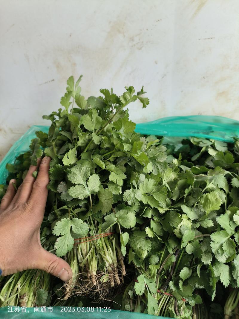 南通青梗菜产地一手货源充足品类齐全欢迎选购