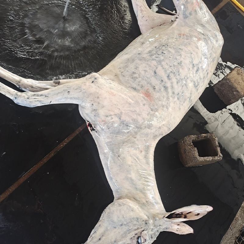新鲜驴肉带皮不带皮酒店专供