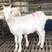 美国白山羊怀孕母羊种公羊厂家直销手续齐全