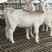 美国白山羊怀孕母羊种公羊厂家直销手续齐全