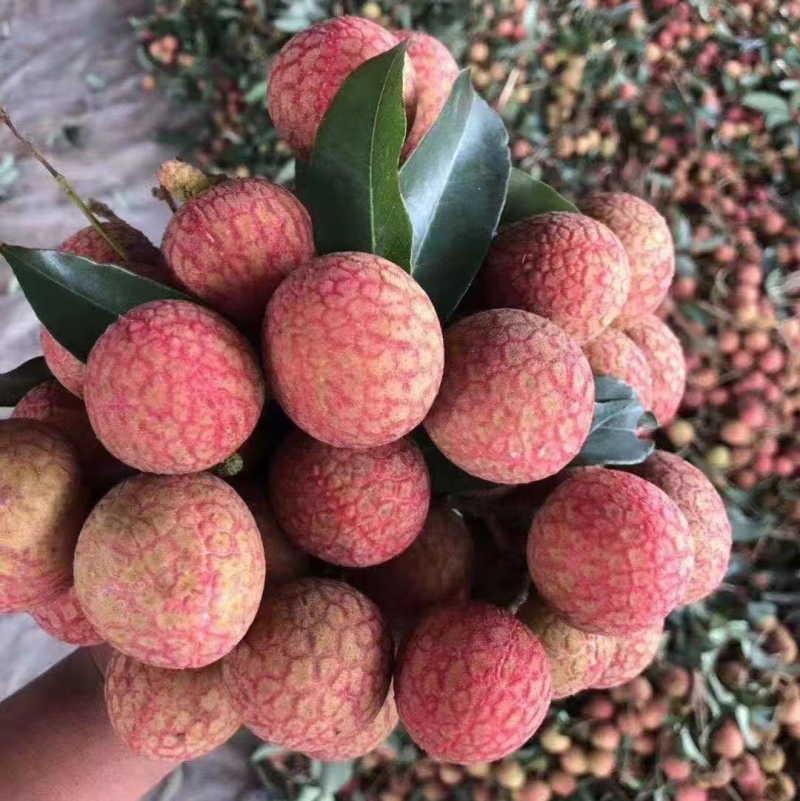 【精品好货】黑叶荔枝，广东茂名黑叶荔枝大量上货中量大从优