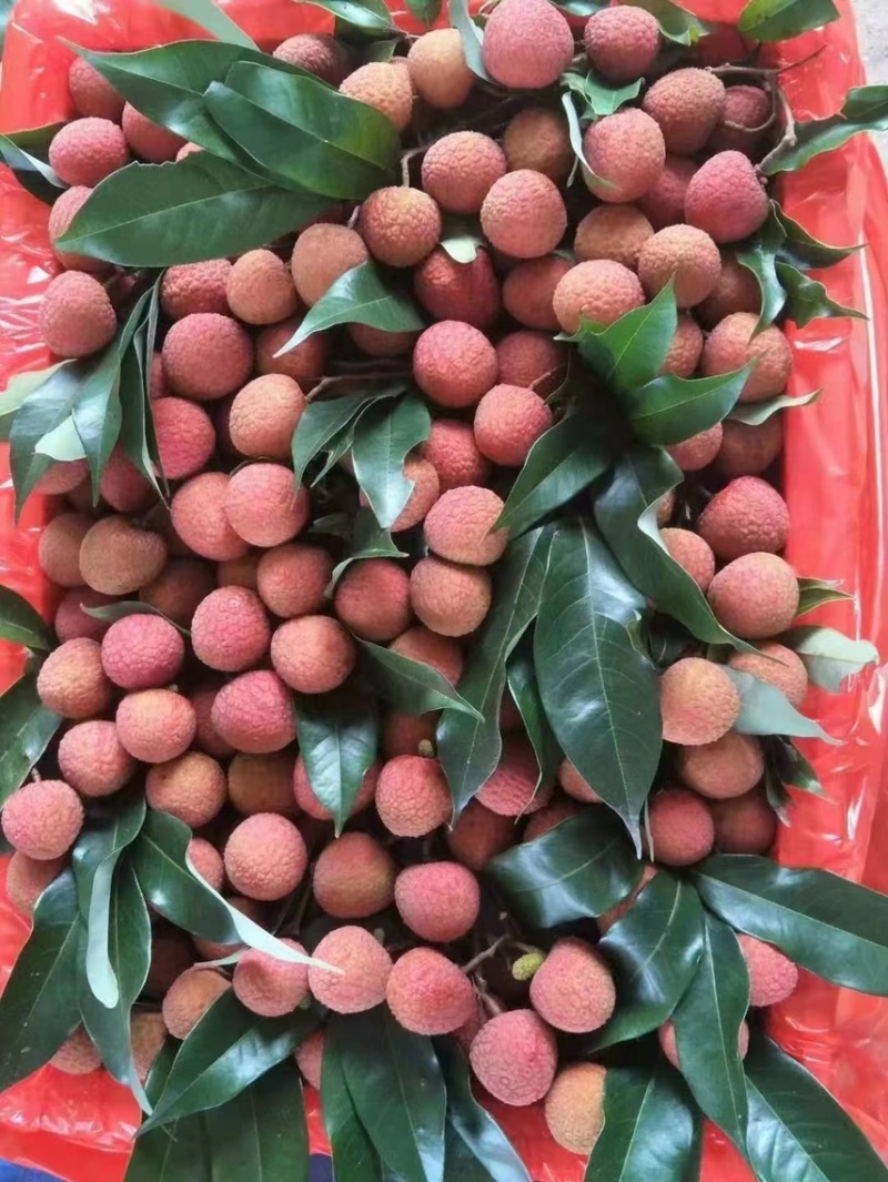 【精品好货】黑叶荔枝，广东茂名黑叶荔枝大量上货中量大从优