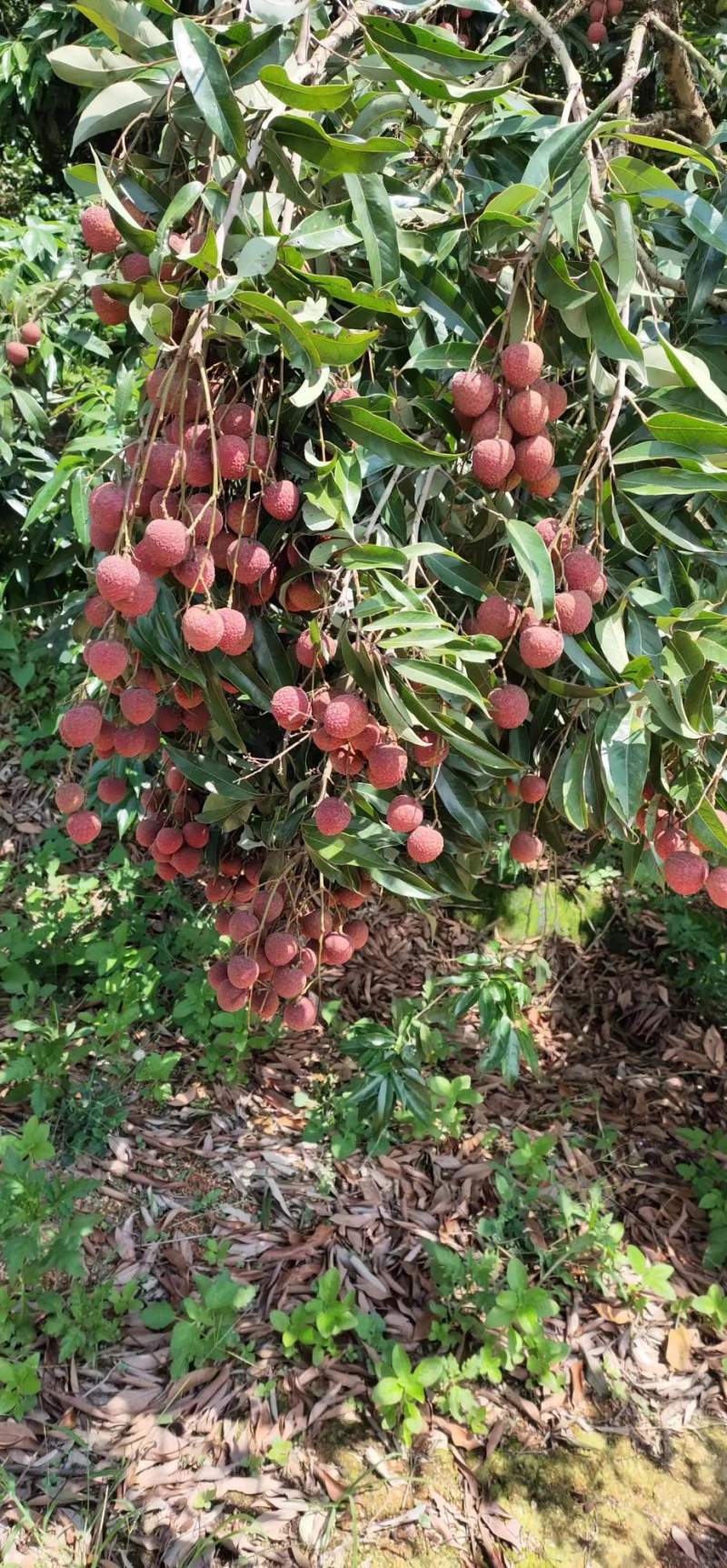 【精品好货】黑叶荔枝，广东茂名黑叶荔枝大量上货中量大从优