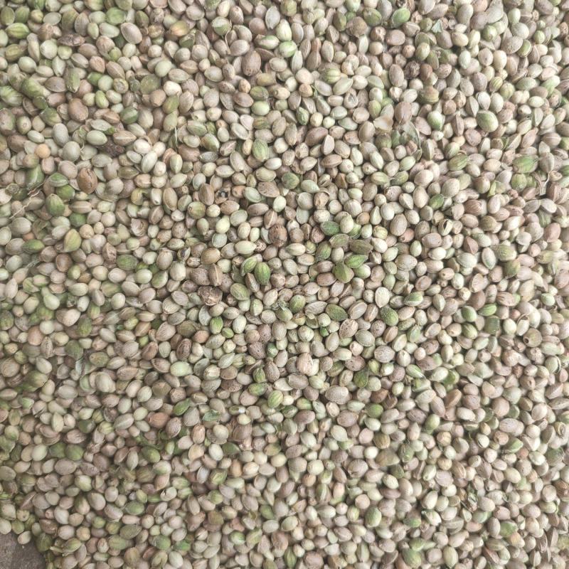 小粒麻子鸟粮**火麻仁山西货源产地直发