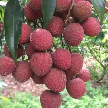 【实力代收代发】精品黑叶荔枝大量出售,产地一手货源可预订