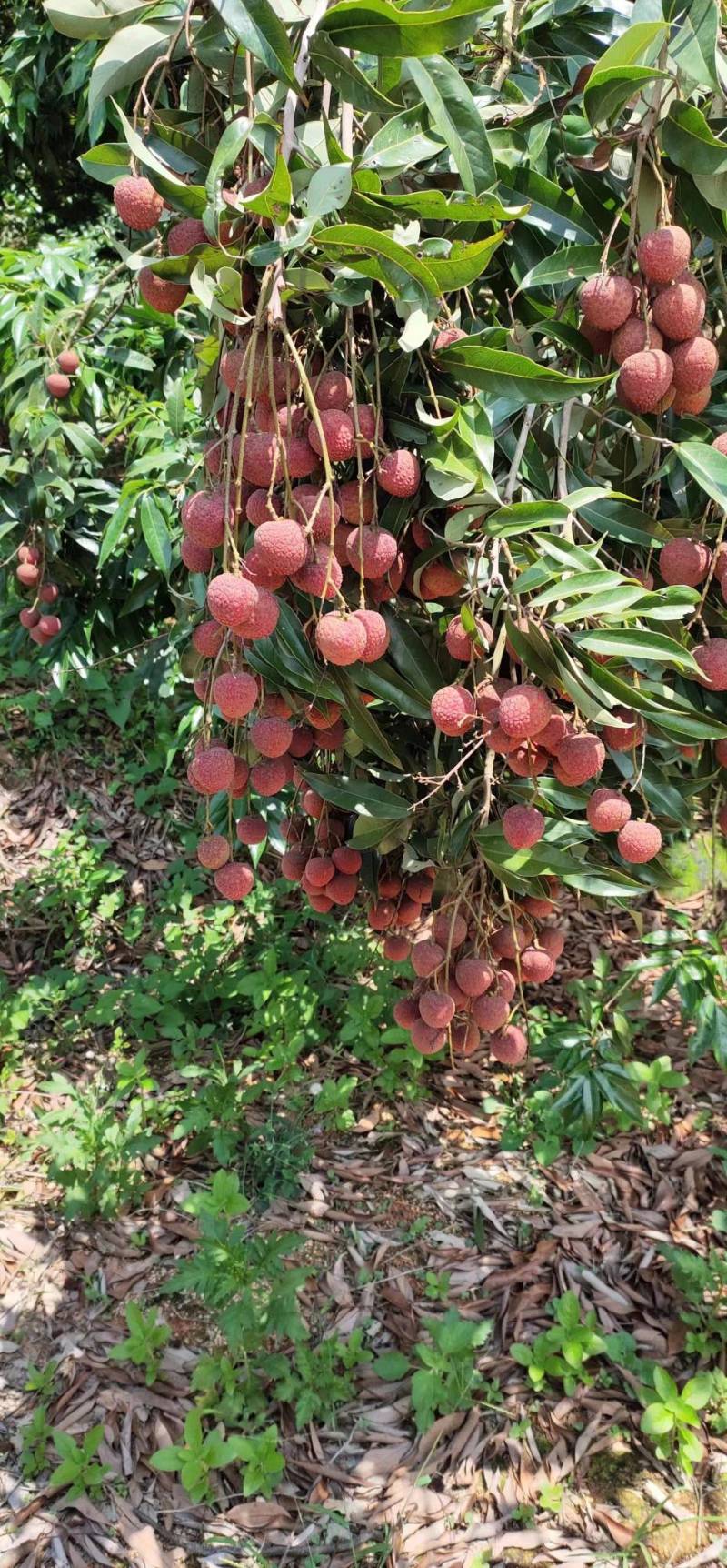 【实力代收代发】精品黑叶荔枝大量出售，产地一手货源可预订